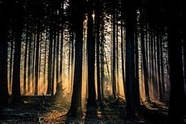 Foggy morning by Arjen Uijttenboogaart