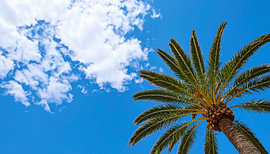 Palmbomen met wolken