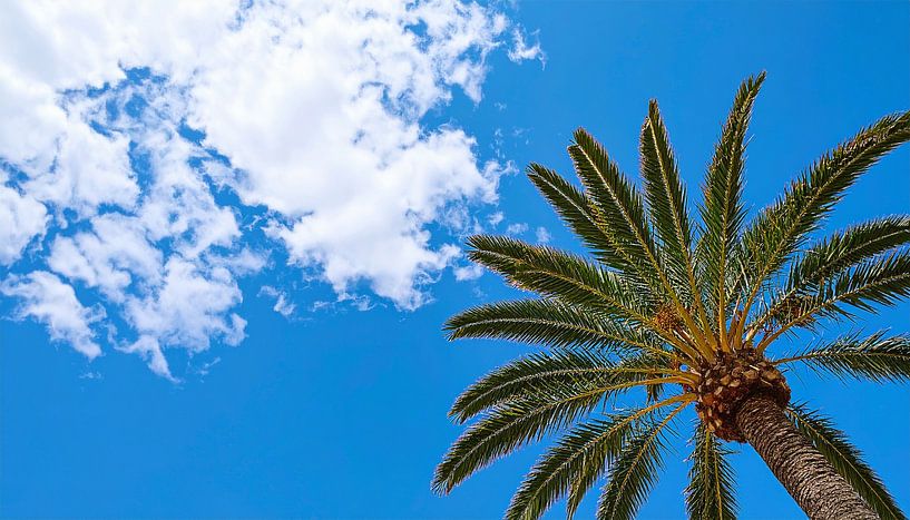 Palmbomen met wolken van Mustafa Kurnaz