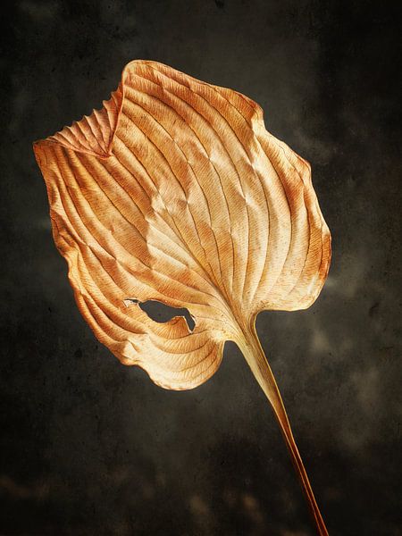 Eingerolltes Blatt von Andreas Berheide Photography