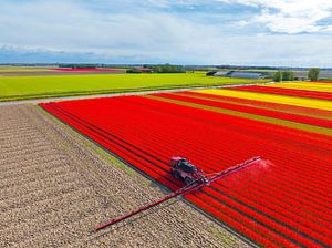 Landwirtschaftliche Unkrautspritze in einem Tulpenfeld im Frühling
