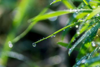 Gras en Ochtend dauw