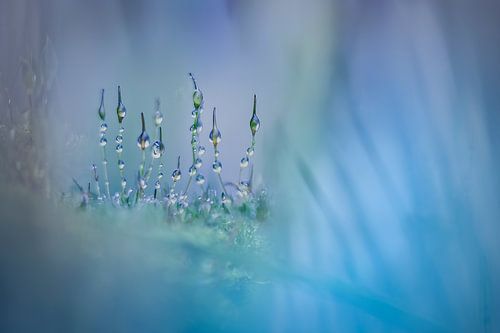 Moss world by Piet Haaksma