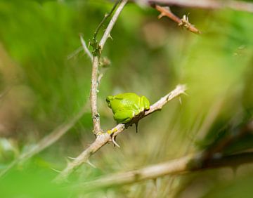 tree frog by Tania Perneel