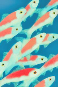 Fischschwarm schwimmt zum Licht