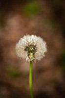 Paardenbloem