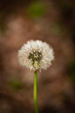 Paardenbloem