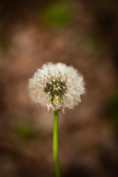 Paardenbloem van Mandy Aelen