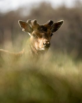 Un petit chevreuil caché dans les hautes herbes