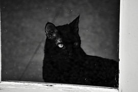 Zwarte kat achter glas (zwart wit) van Karel Frielink