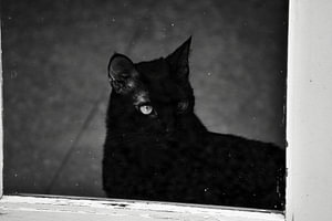Zwarte kat achter glas (zwart wit)