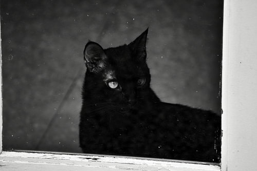 Zwarte kat achter glas (zwart wit)