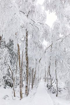 Wildseemoor bij Kaltenbronn in de winter - Zwarte Woud van Werner Dieterich