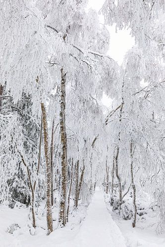 Wildseemoor bei Kaltenbronn im Winter - Schwarzwald von Werner Dieterich