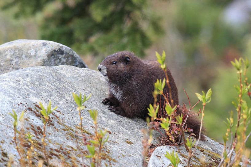 Vancouver Island Marmot , Marmota vancouverensis, Mount Washington  ,  Vancouver Island, BC, Canada von Frank Fichtmüller