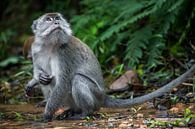Makaak in de jungle - Sumatra, Indonesië van Martijn Smeets thumbnail