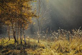 Birken und Gräser im Sonnenlicht im Naturschutzgebiet Irndorfer Hardt - Naturpark Obere Donau von BlattArt - Christine Horn