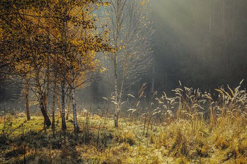 Berken en grassen in het zonlicht in het natuurreservaat Irndorfer Hardt - Natuurpark Opper-Donau