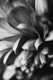 flower petals by Julia klijn