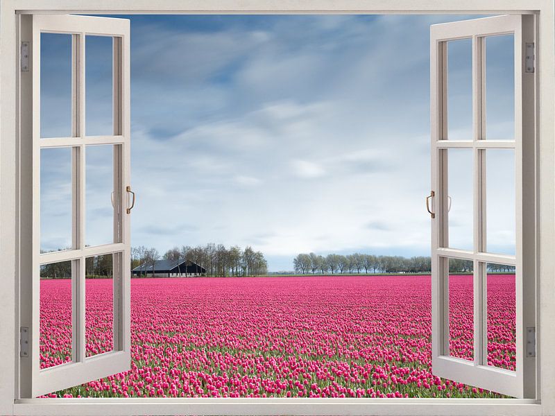 Tulipes en vue par Co Seijn