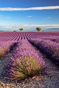 Lavendelblüte in der Provence