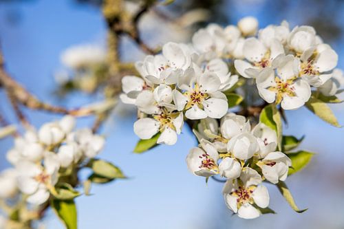 Blütezeit im Frühling 5!
