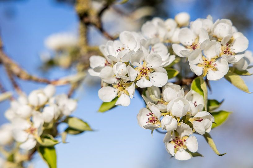 Blossom in spring 5! by Lydia