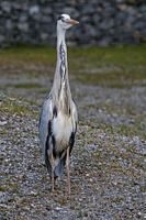 Grey heron