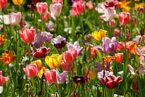 Bunt blühendeTulpen,  (Tulipa), Blumenbeet, Deutschland