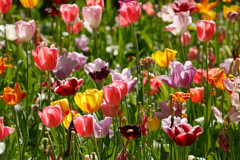 Colourful flowering tulips, (Tulipa), flowerbed, Germany by Torsten Krüger