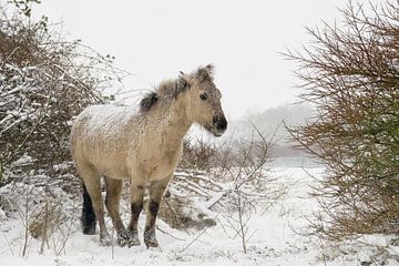 Konik paarden in de sneeuw