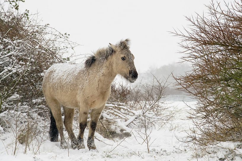 Konik paarden in de sneeuw van Dirk van Egmond