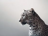 Graceful Predator