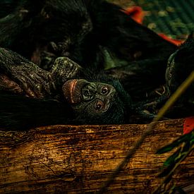 Affen von PhotoCord Fotografie