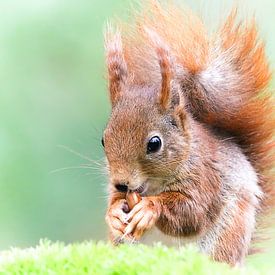 Squirrel by Ronny Struyf