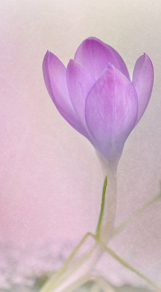 zarter Krokus by Heike Hultsch