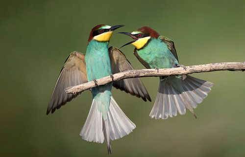 Vechtende Bijeneters