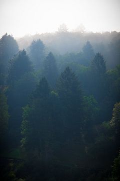 Nebel in den Bäumen von Samantha Rorijs