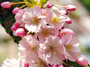 Japanse Kersen Bloesem (Sakura) van Eduard Lamping