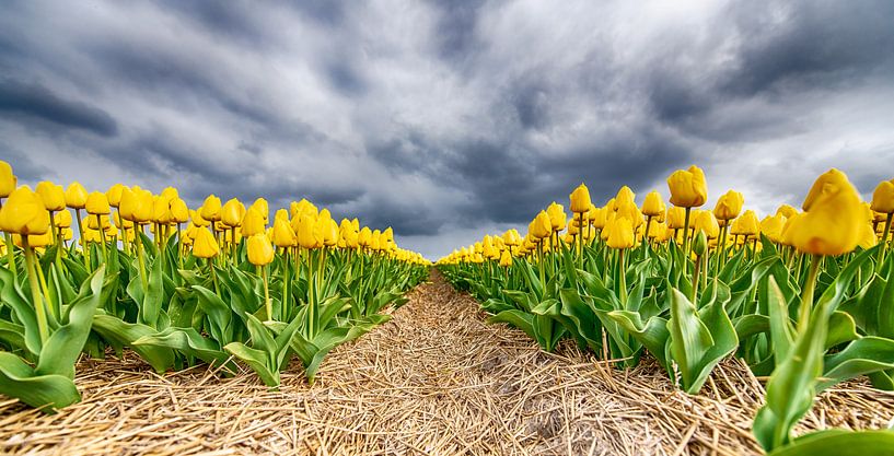 Gele Tulpen 2020 D van Alex Hiemstra