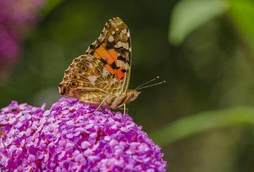 Schmetterling von Ans Bastiaanssen