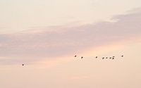 Geese and pastel colours at sunset