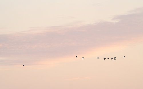 Geese and pastel colours at sunset