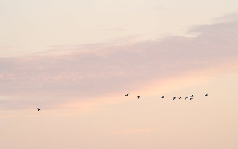 Geese and pastel colours at sunset by Ronald Buitendijk Fotografie