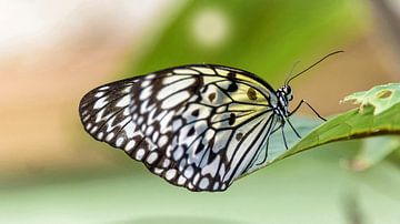 Papillon noir blanc, borboleta