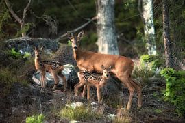 Dear family by Marc Hollenberg