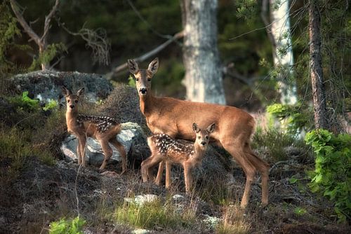Sehr geehrte Familie