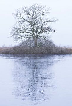 Dwingelderveld - Drenthe (Netherlands) by Marcel Kerdijk