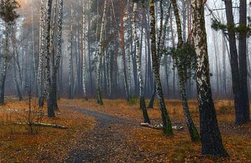 autumn mist in the forest by Mykhailo Sherman
