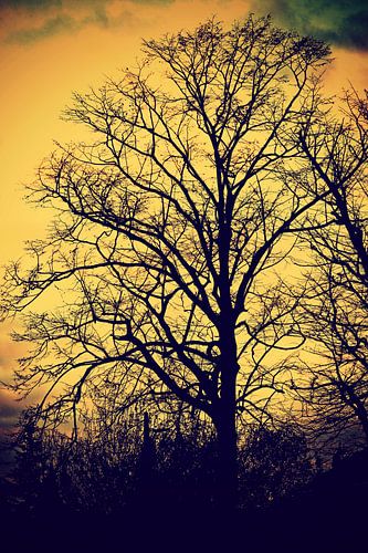 duistere natuur / dark nature / nature obscure